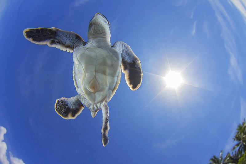 Illustration for article titled Estos son algunos de los candidatos a mejor foto de naturaleza del año